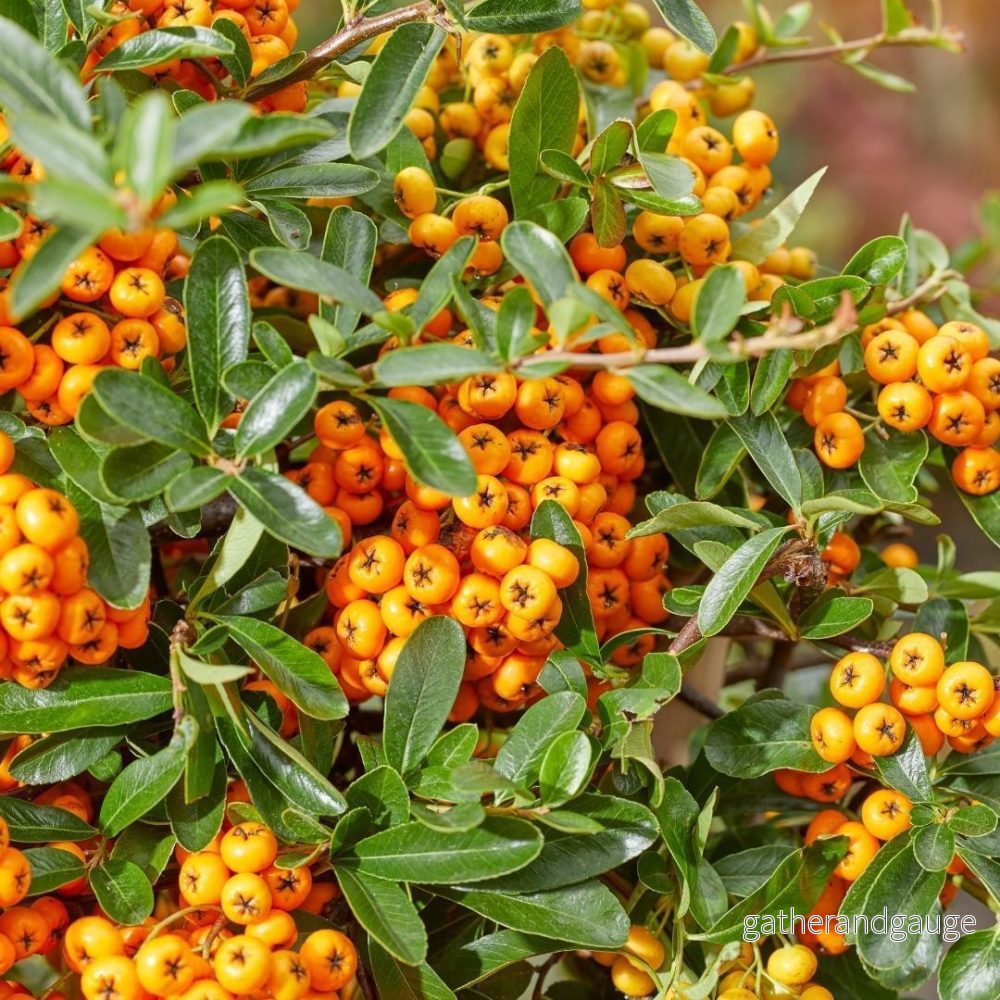 3 x Pyracantha coccinea mix - Bild 3