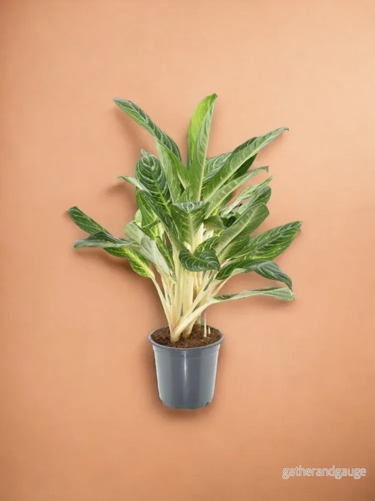 Aglaonema Keylime Aglaonema Keylime