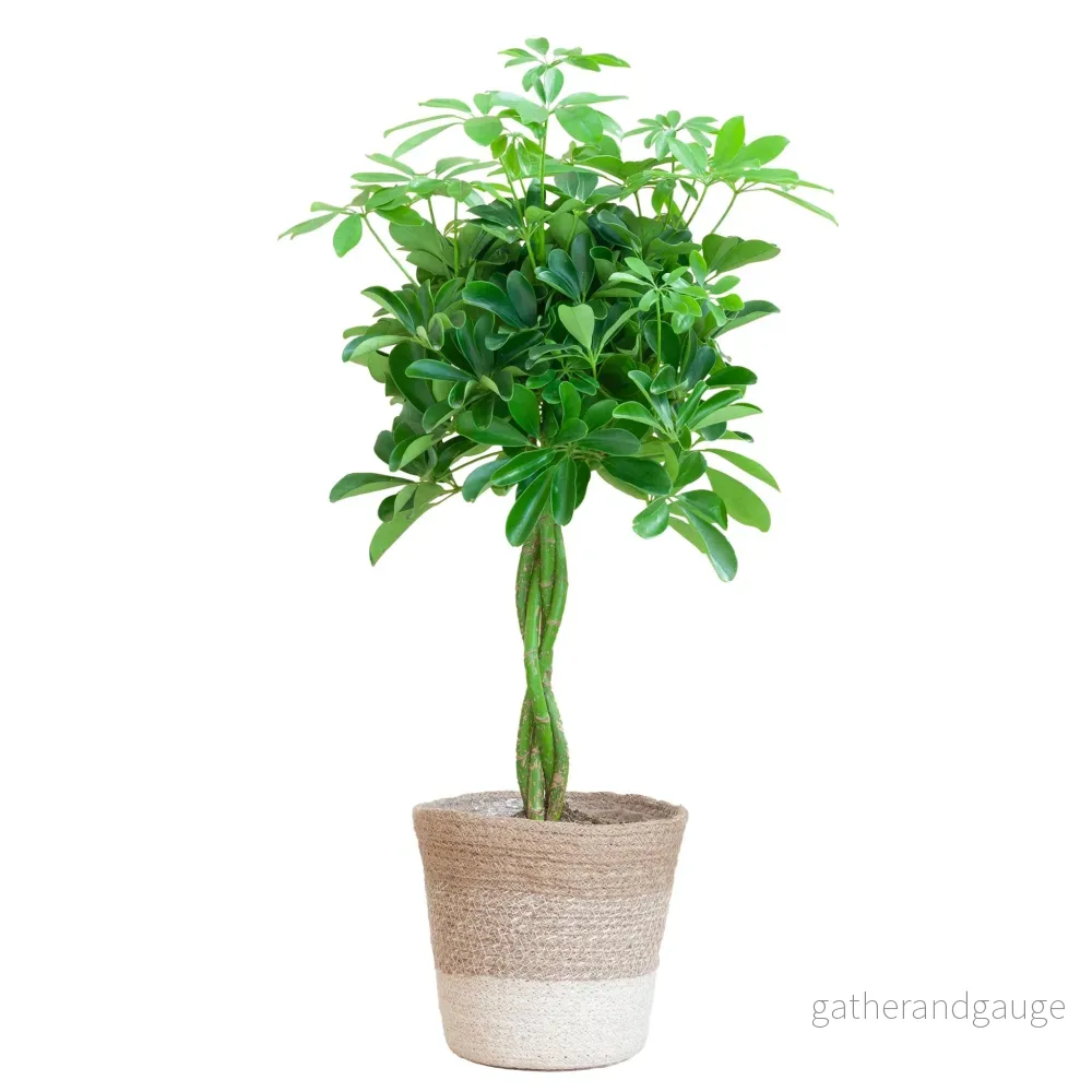 Schefflera XL + Korg - Bild 2