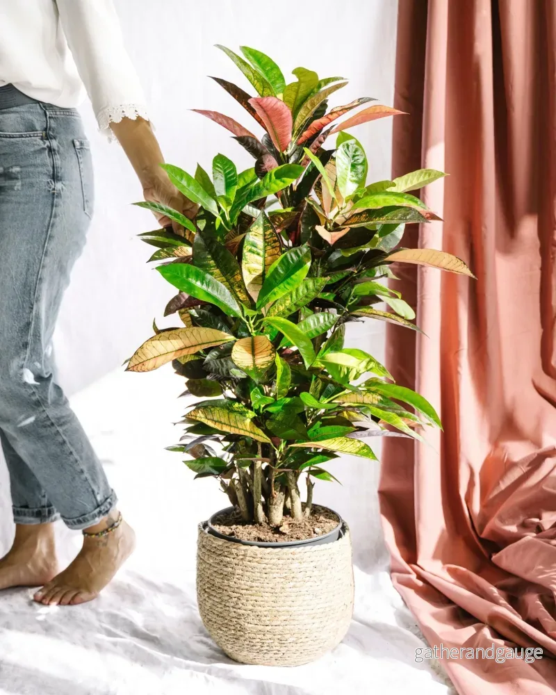 Codiaeum croton Iceton Codiaeum croton Iceton