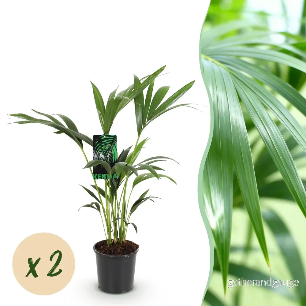 Kentiapalmie – Paket om 2 – Kruka 17 cm – Höjd 70 cm - Bild 2