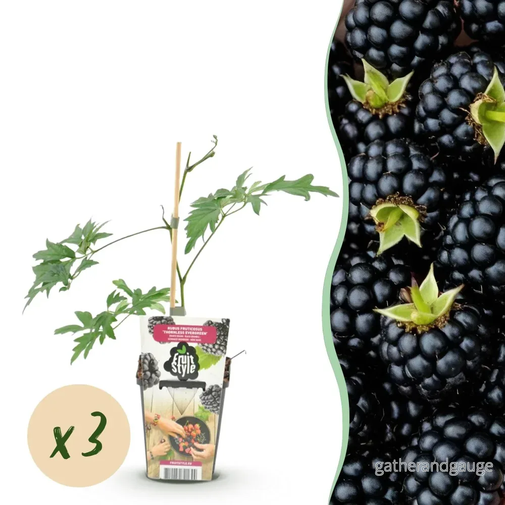 Björnbär (Rubus fruticosus) 'Thornless Evergreen' - Bild 2