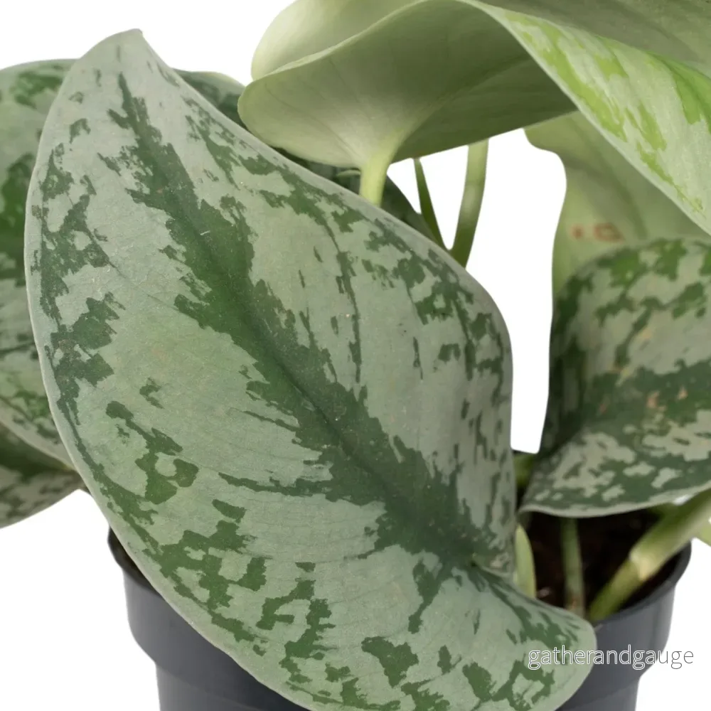 Pothos Scindapsus Pictus Epipremnum h15cm - Bild 3