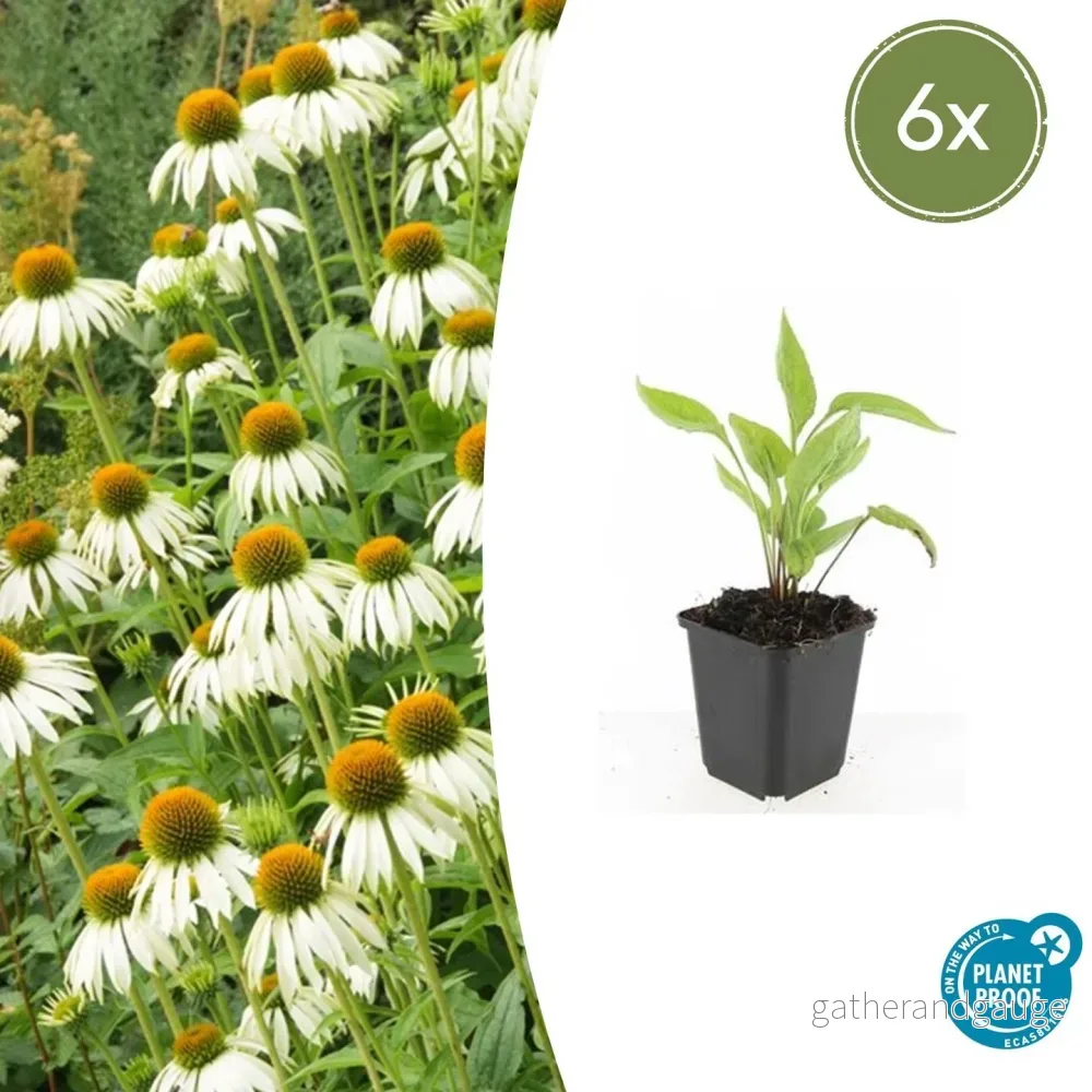 Coneflower (Echinacea purpurea) 'White Swan' - Bild 2