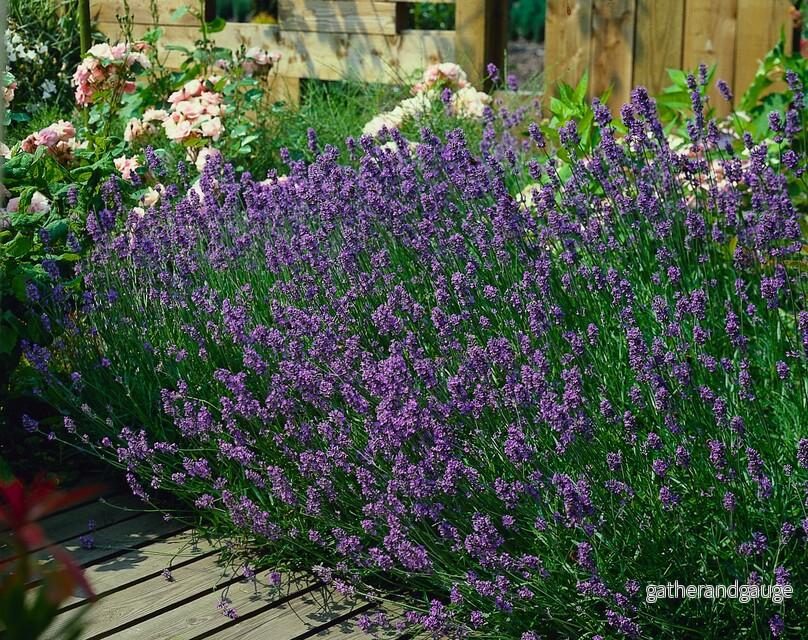 Äkta Lavendel (Lavandula angustifolia) ’Munstead’