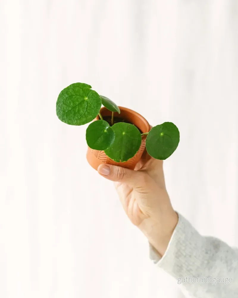 Mini Pilea Pepe Mini Pilea Pepe