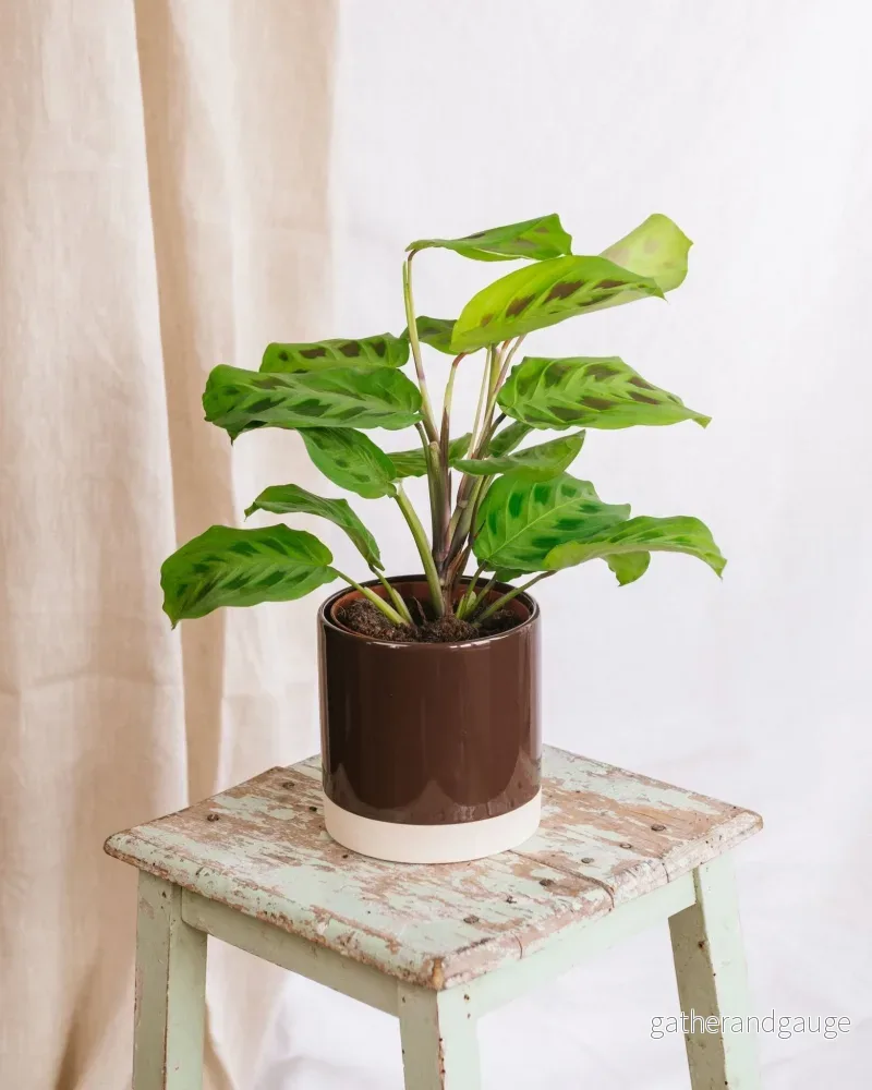 Maranta kerchoveana Maranta kerchoveana