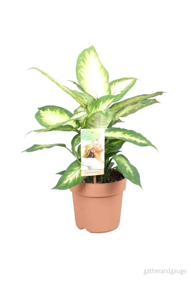 Dieffenbachia ’Camilla’ Dieffenbachia ’Camilla’