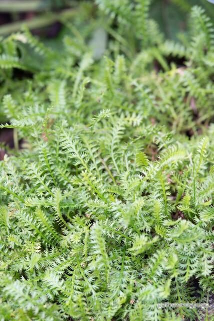Cotula (Leptinella Squalida) — köp online | La Green Touch Cotula (Leptinella Squalida) — köp online | La Green Touch
