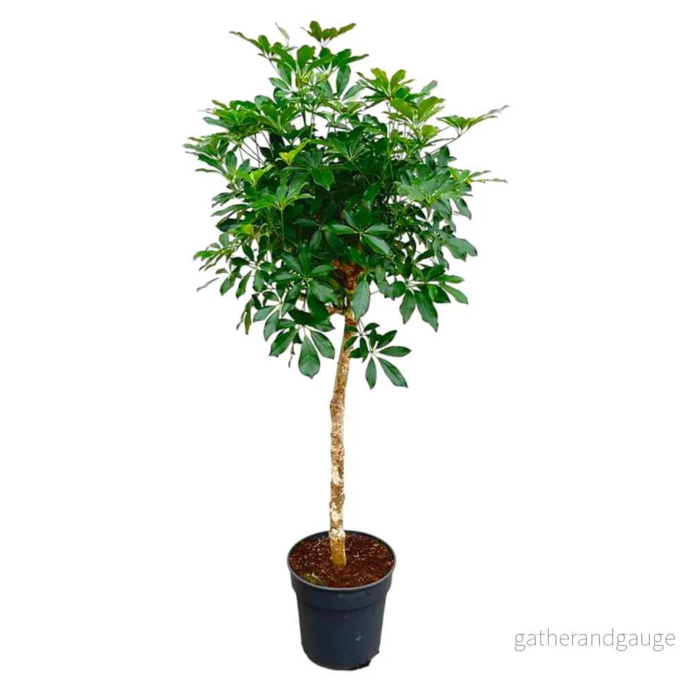 Schefflera op stam – 180cm – ø34