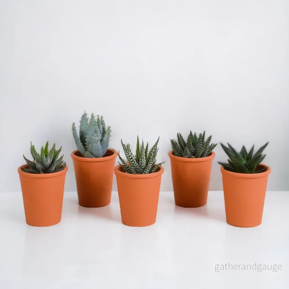 Gasteriabox, Haworthia och dess terrakottakrukor – Set med 5 plantor, h13cm