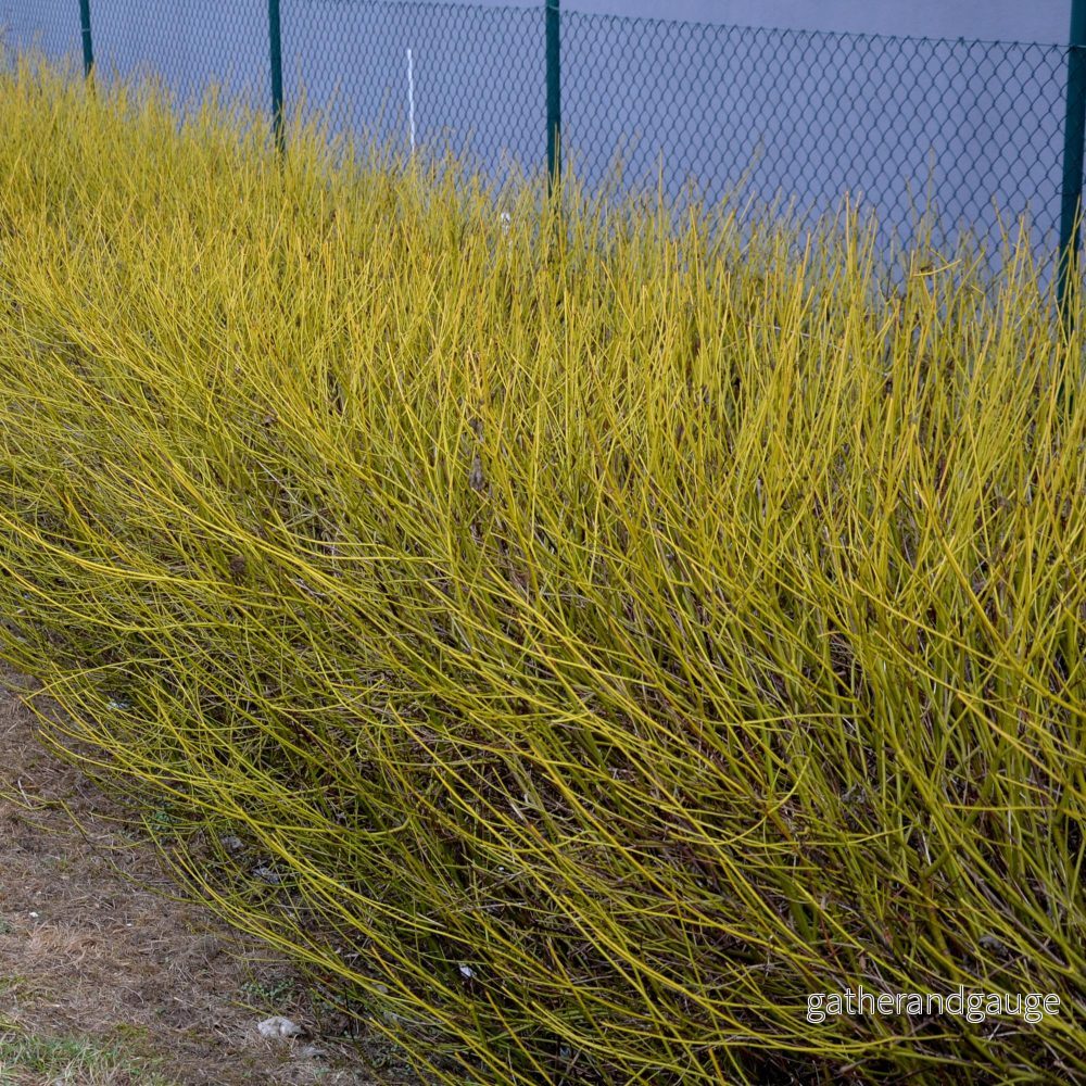 Kornell Vit (Cornus sericea) 'Flaviramea'