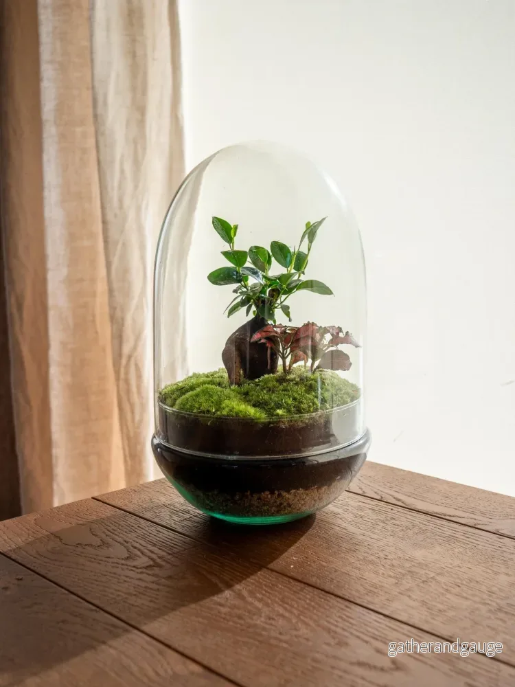 Terrarium – Siquijor Terrarium – Siquijor