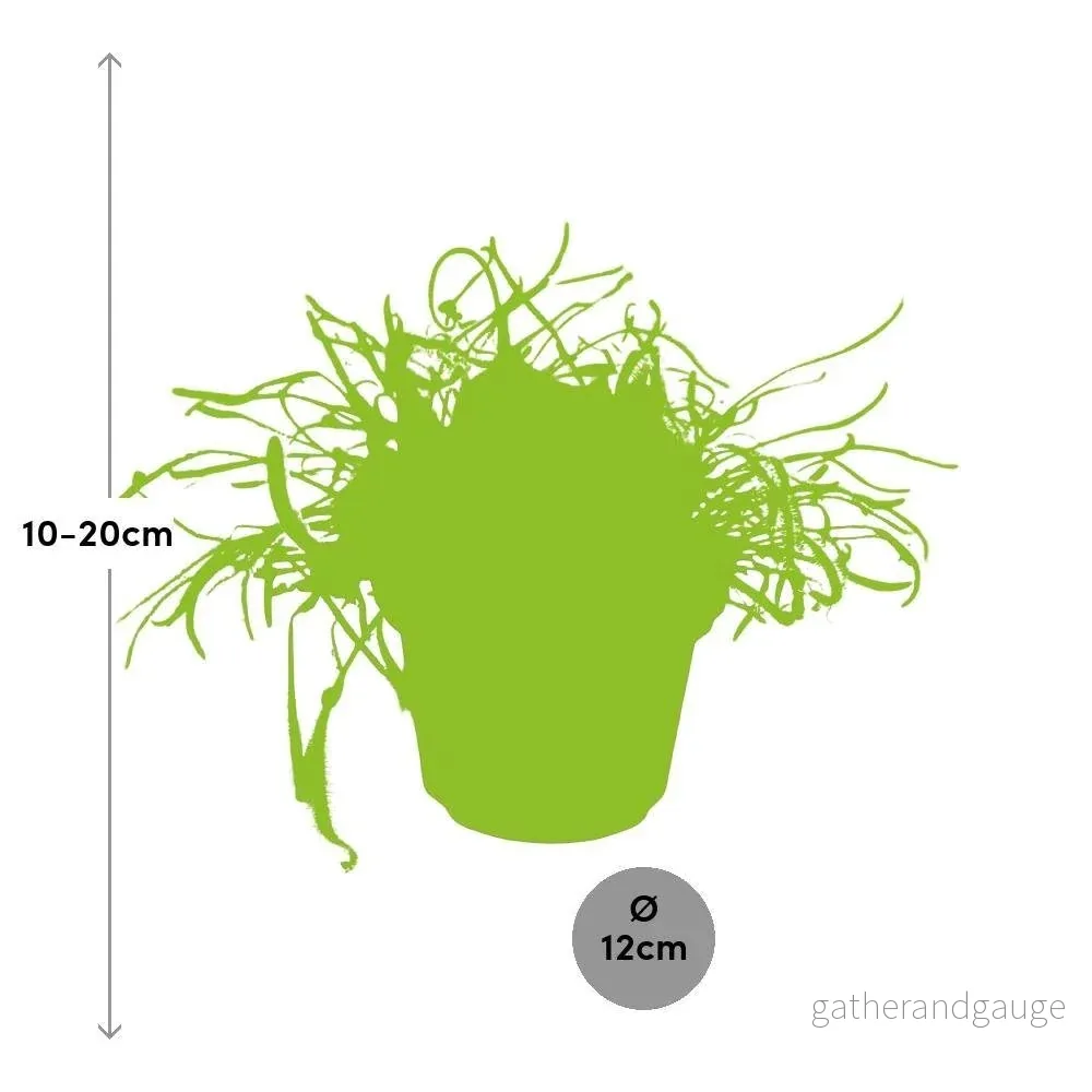Drosera Capensis - Bild 3