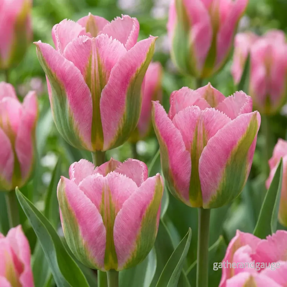 Tulipe Striped Crown en mélange