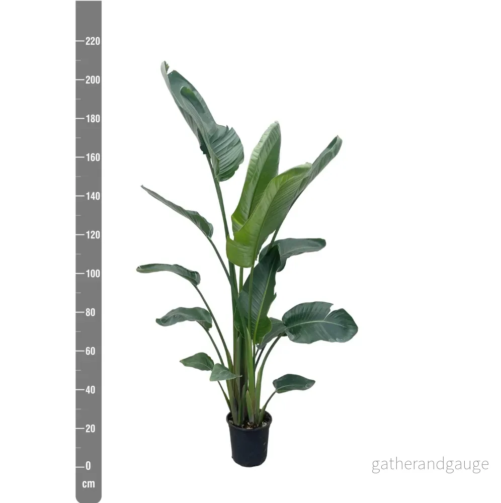 Strelitzia Nicolai XXL - 225 cm - ø27 - Bild 2
