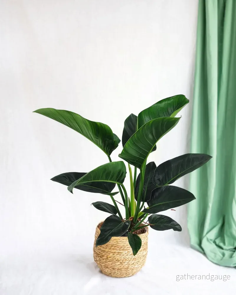 Philodendron Congo h100cm Philodendron Congo h100cm