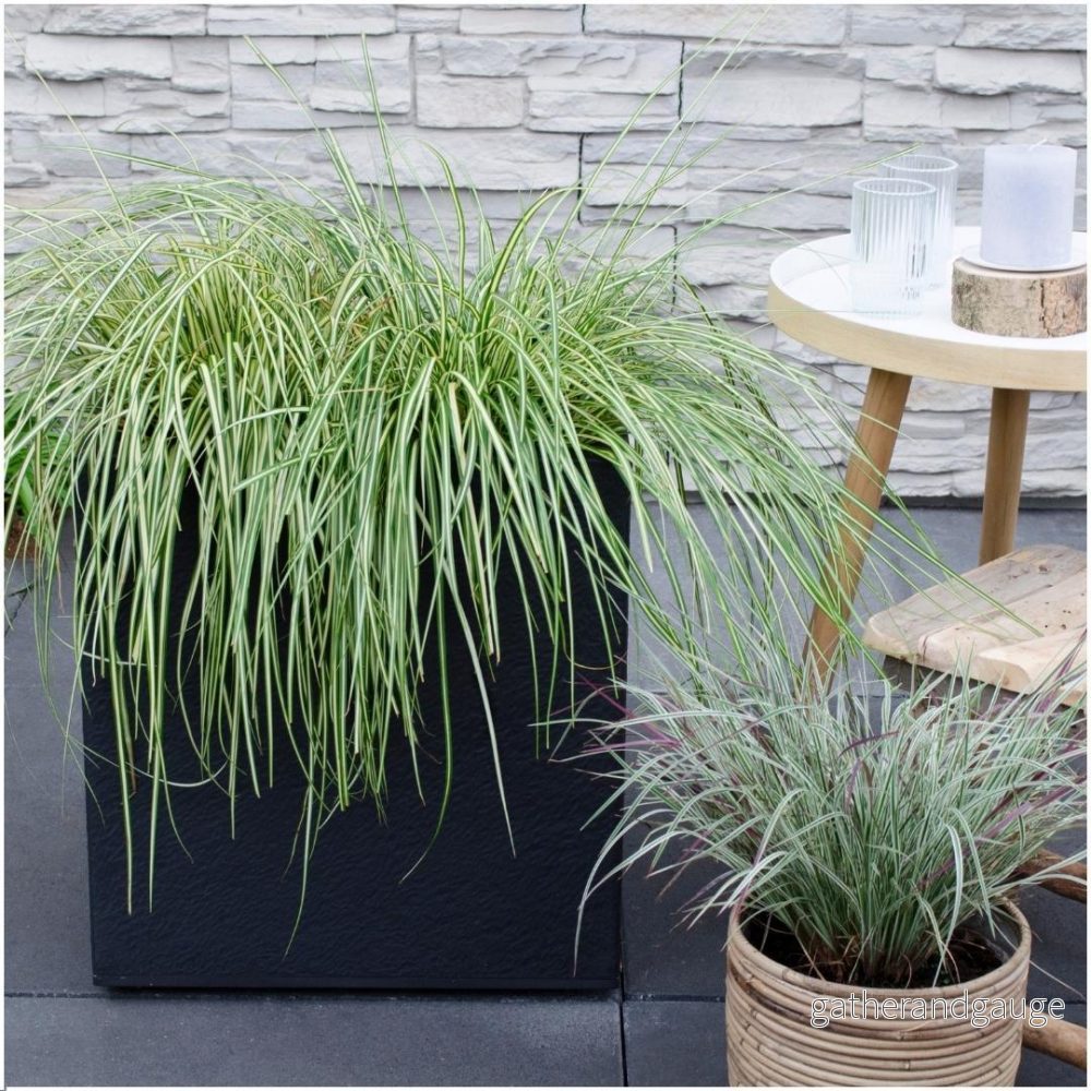 3 x Carex hachijoensis ’Evergold’ 3 x Carex hachijoensis ’Evergold’
