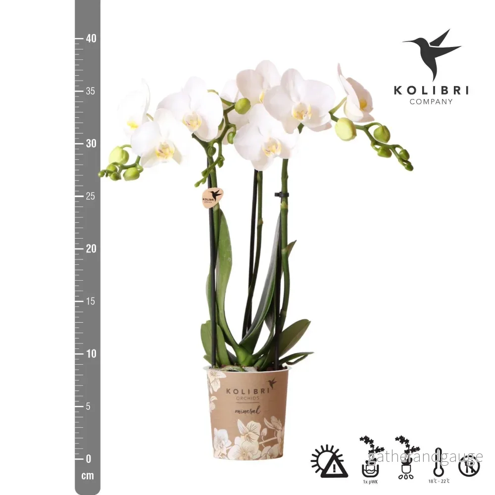 Vit orkidé och dess blomkruka - h35cm, Ø9cm - Bild 2