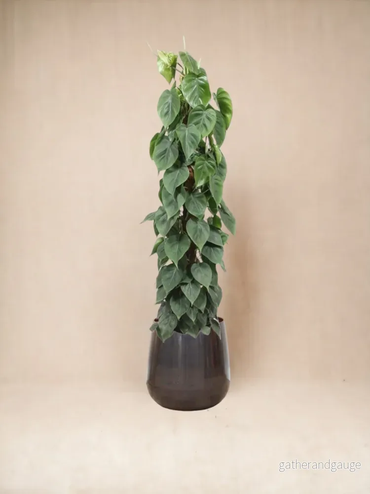 Philodendron Scandens på spel - Bild 2