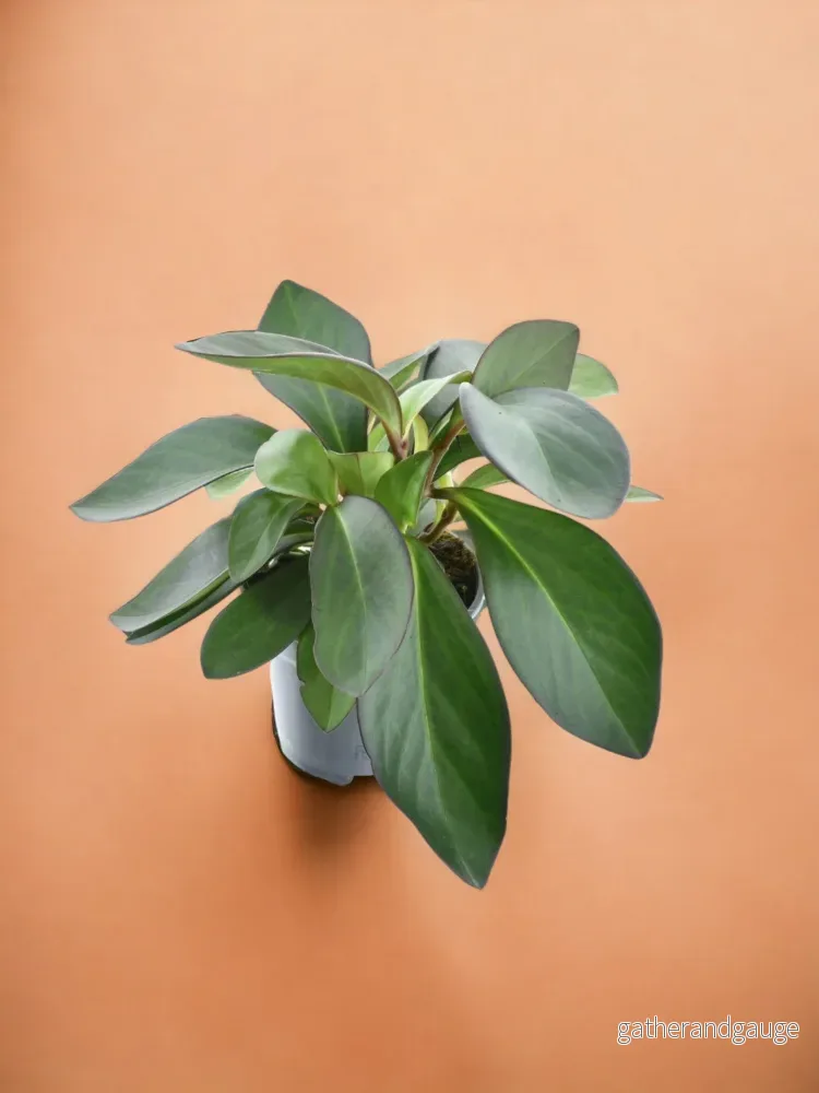 Peperomia röd marginal Peperomia röd marginal