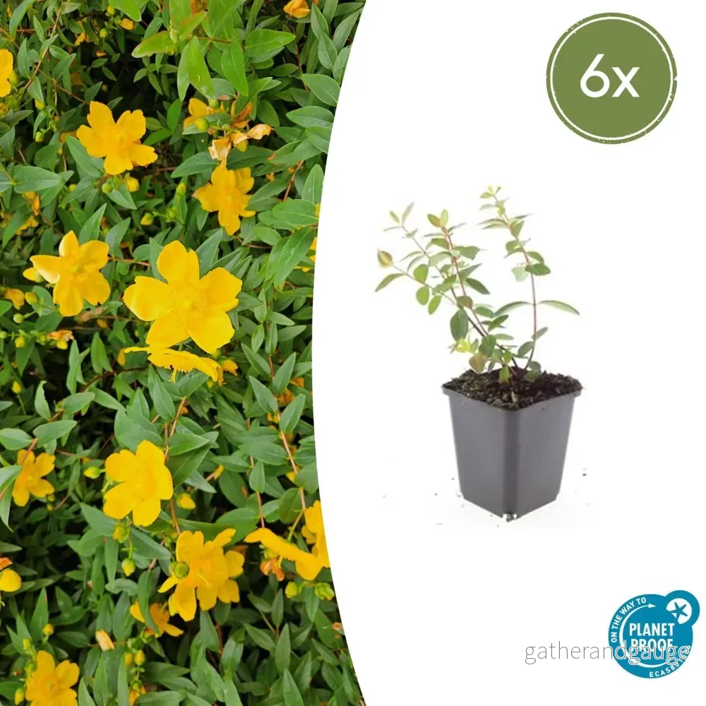 Johanniskruid (Hypericum dummeri) 'Peter Dummer' - Bild 2