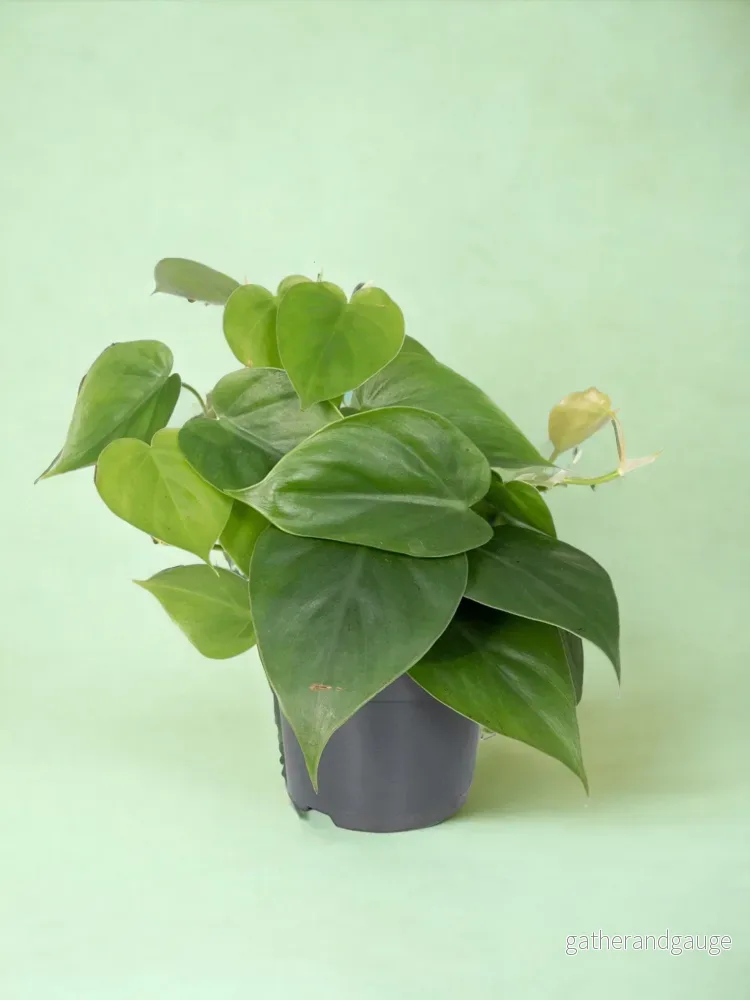 Philodendron Scandens – h15cm, Ø12cm – växt tombante