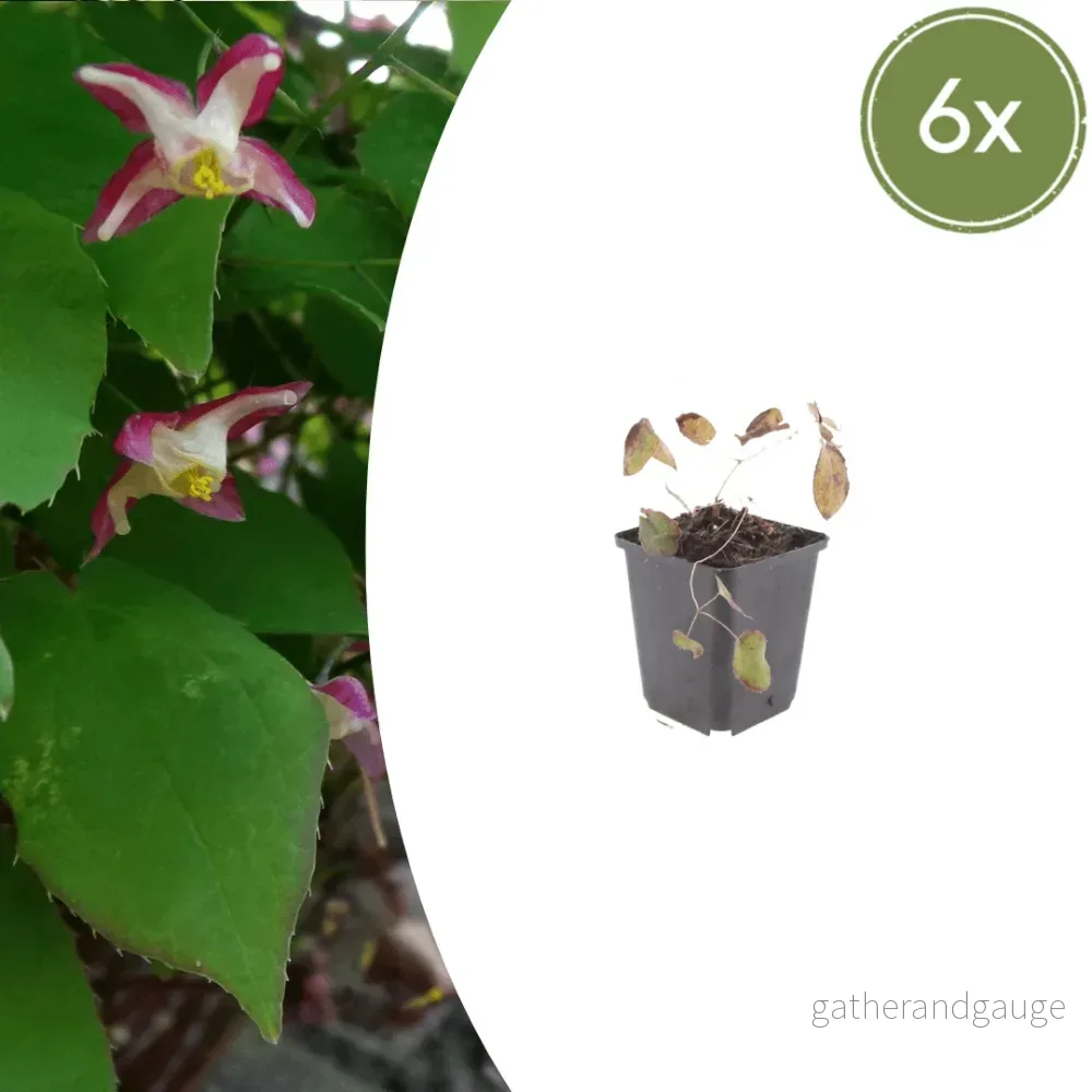 Eläventyyrernas Blomma (Epimedium rubrum) 'Rubrum' - Bild 2
