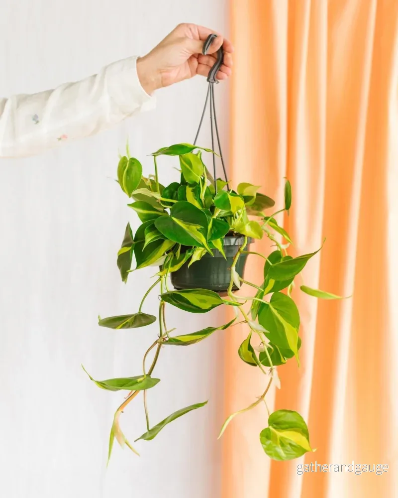Philodendron skandar Brasilien