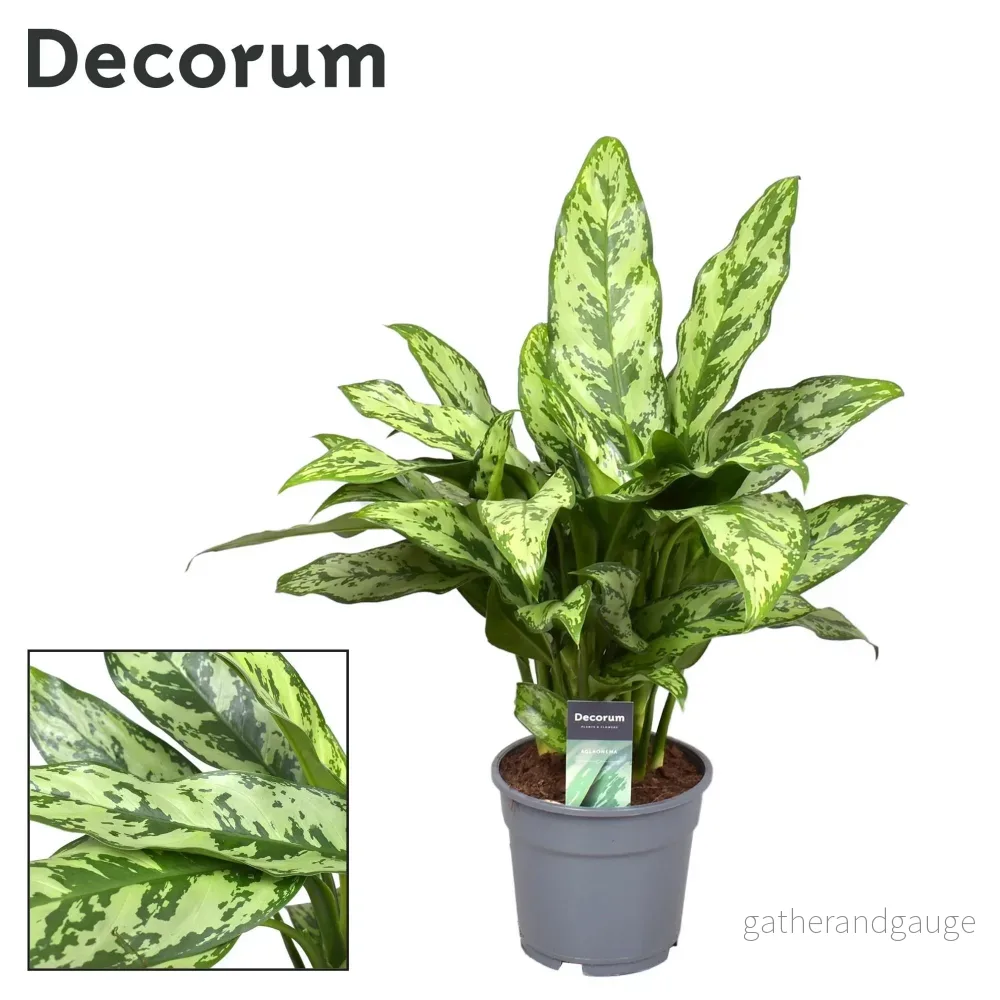 Aglaonema Romeo - Bild 2