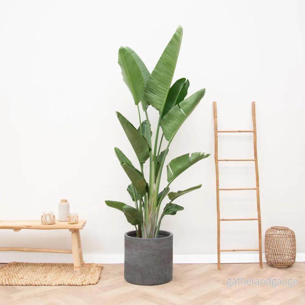 Strelitzia Augusta multi stam XXL - 225 cm - ø40 - Bild 2
