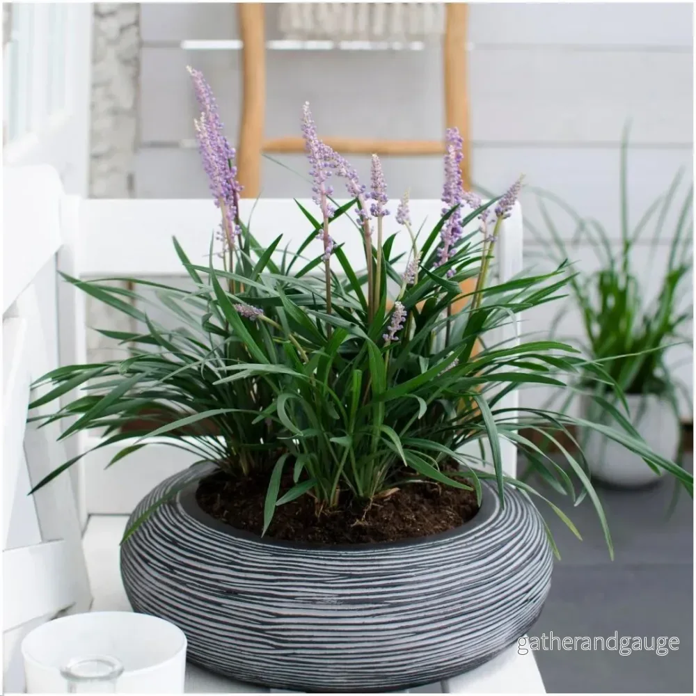 3 x Liriope muscari ’Ingwersen’ 3 x Liriope muscari ’Ingwersen’
