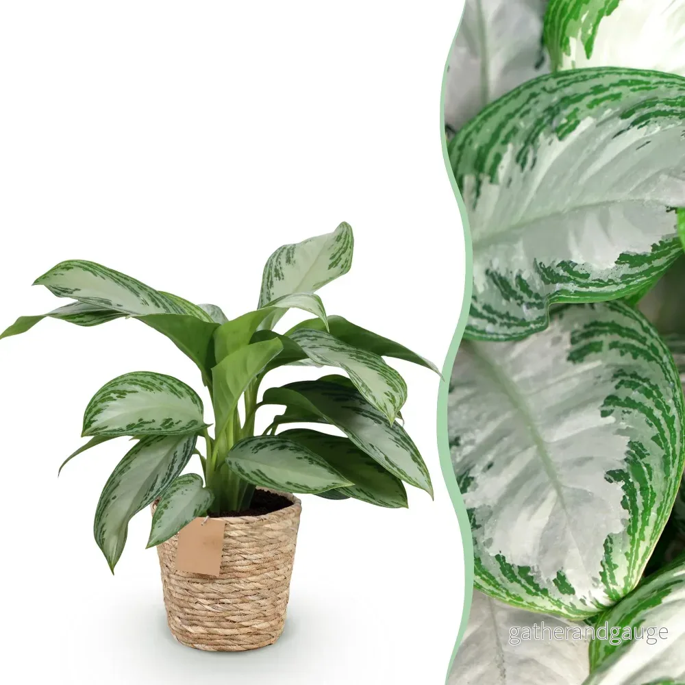 Aglaonema Silver Bay och korg - Bild 3