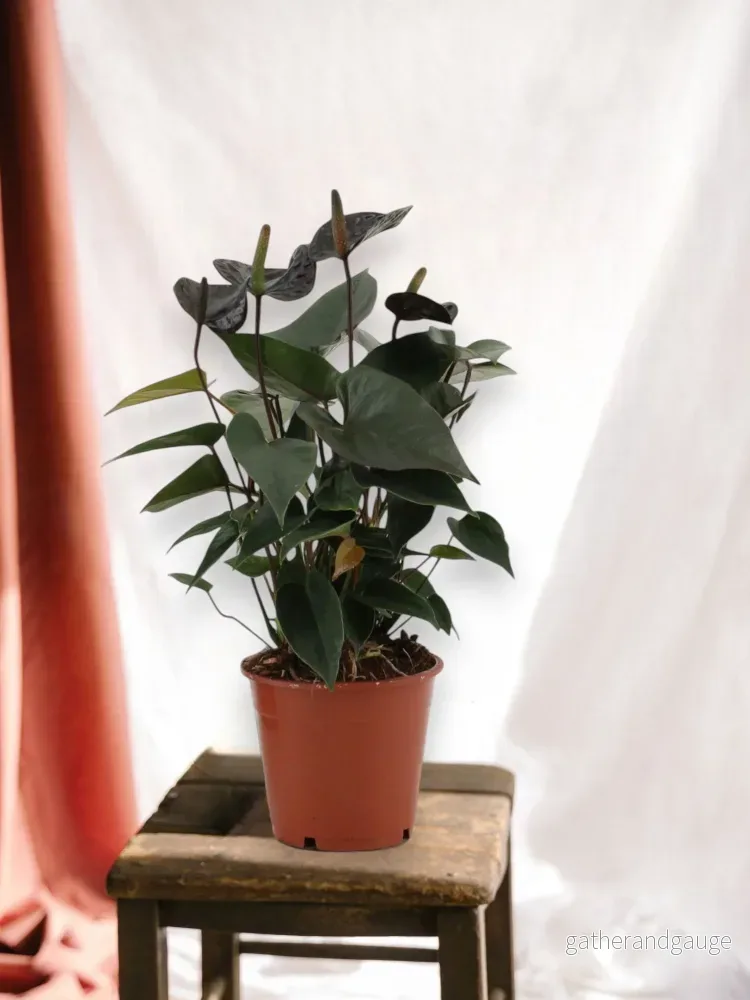 Anthurium Svart Kärlek Anthurium Svart Kärlek