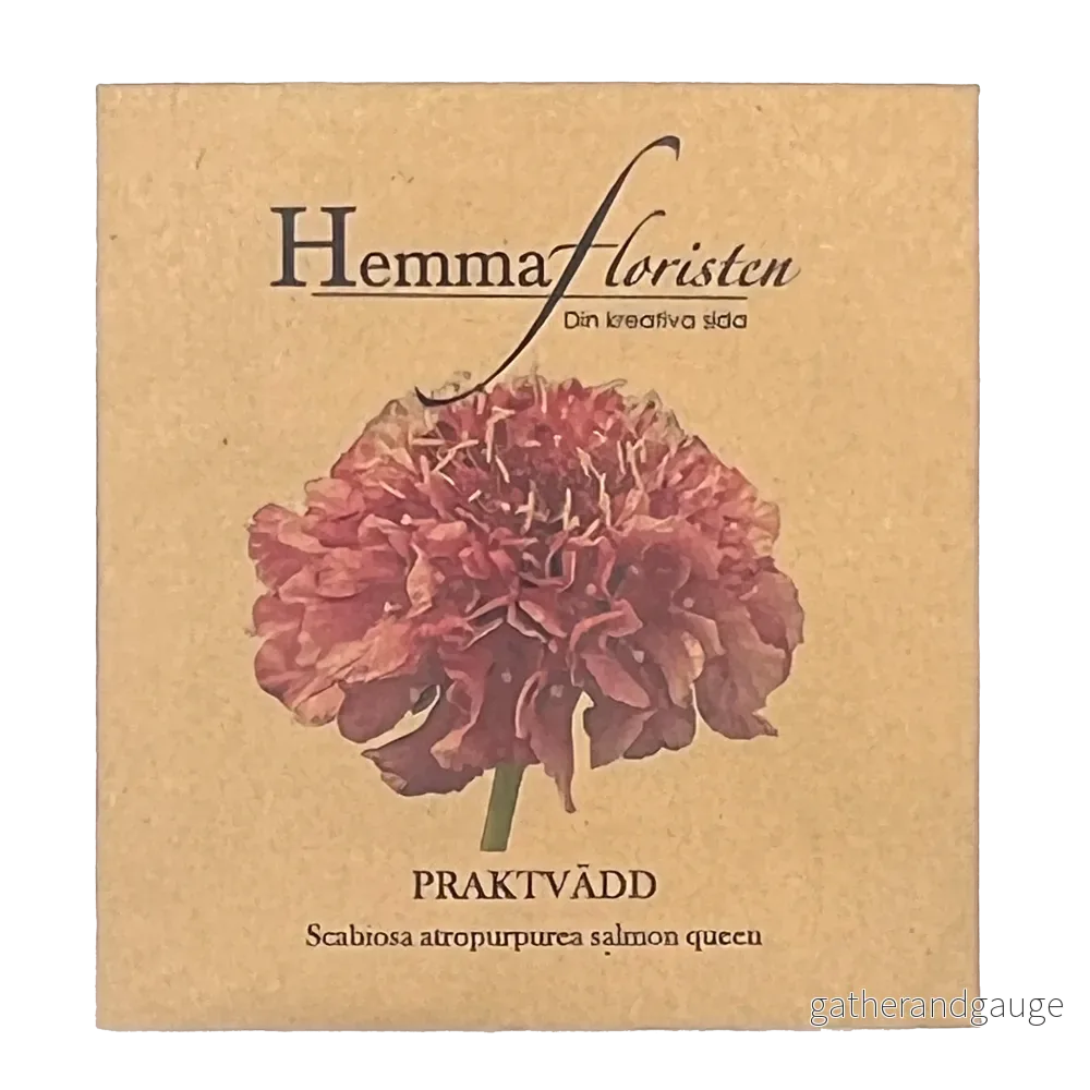 Praktvädd - Scabiosa atropurpurea Salmon Queen
