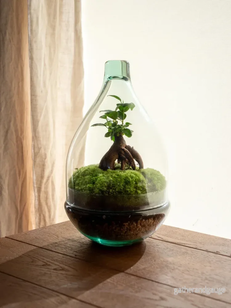 Terrarium – Cayenne