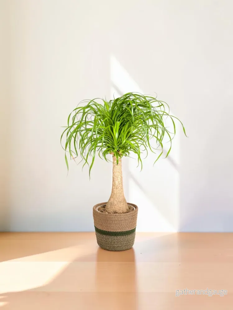 Beaucarnea Recurvata Stam met mand Ø21cm - ↕60 - 80cm