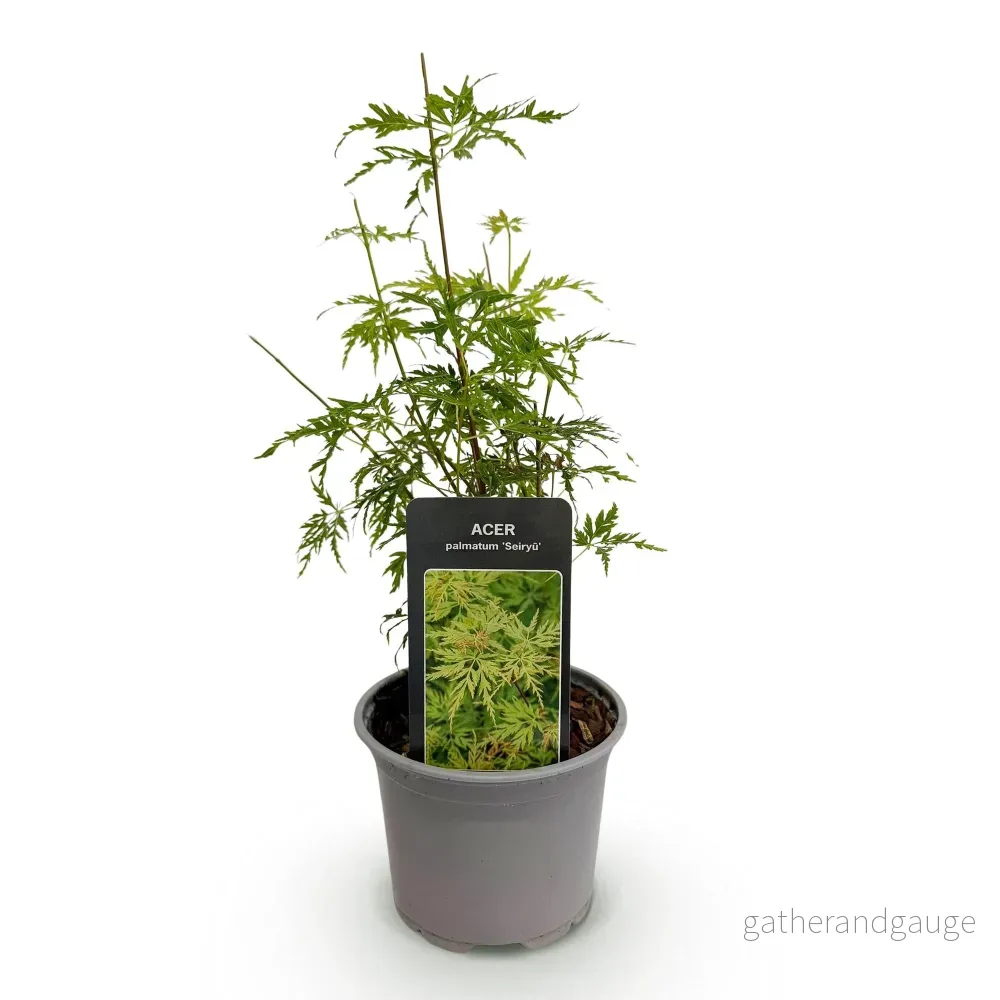 Japanskt Lönnträd (Acer palmatum) 'Seiryu' - Bild 3