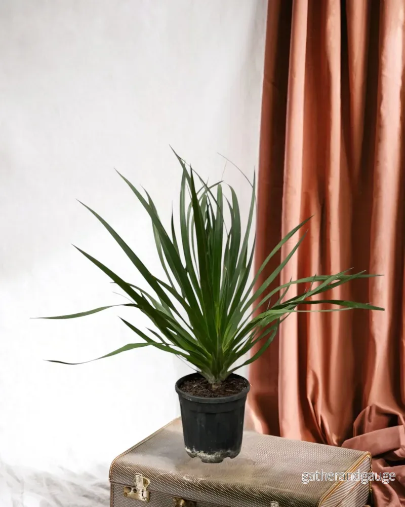 Dracaena Draco Dracaena Draco