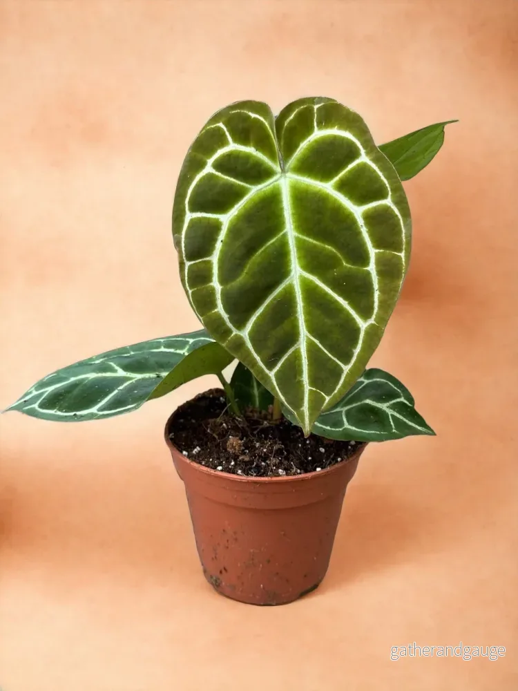 Anthurium Crystallinum Anthurium Crystallinum