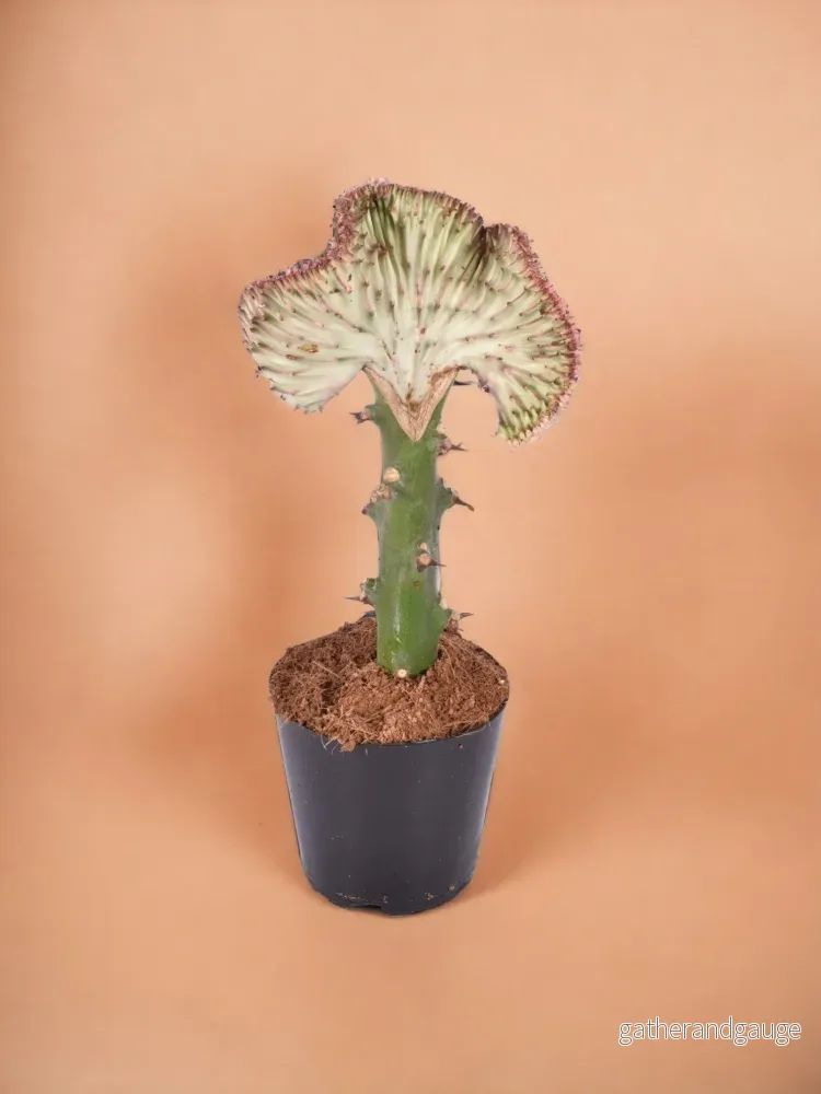 Euphorbia lactea Cristata rood Euphorbia lactea Cristata rood