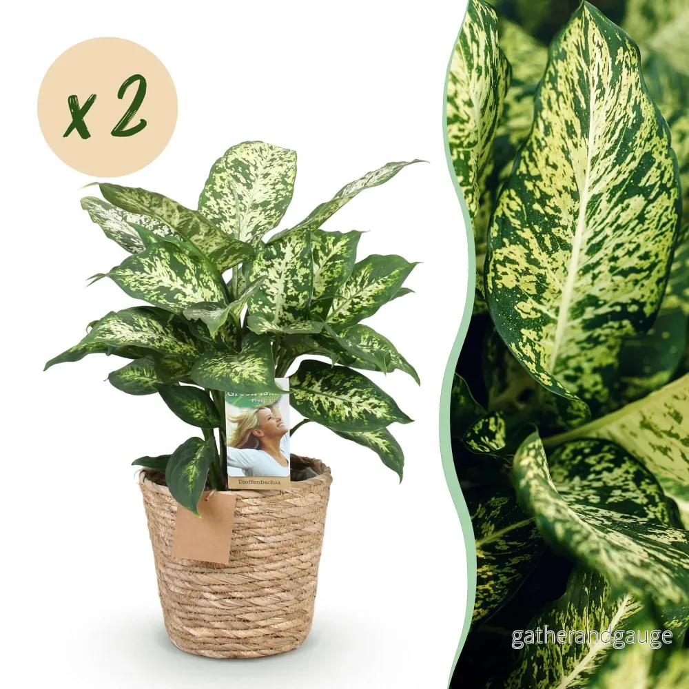 Dieffenbachia Compacta – Paket med 2 – Kruka 17 cm - Bild 2