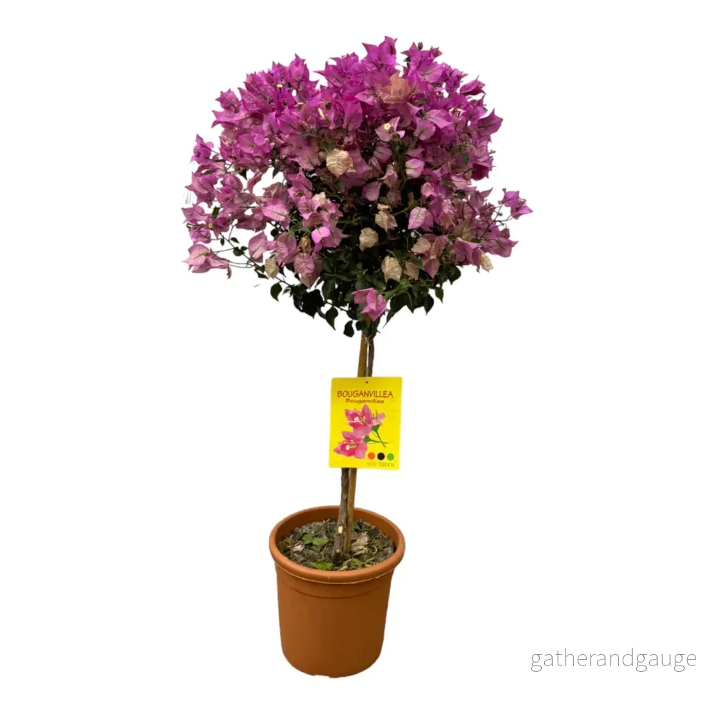 Bougainvillea fuschia Bougainvillea fuschia