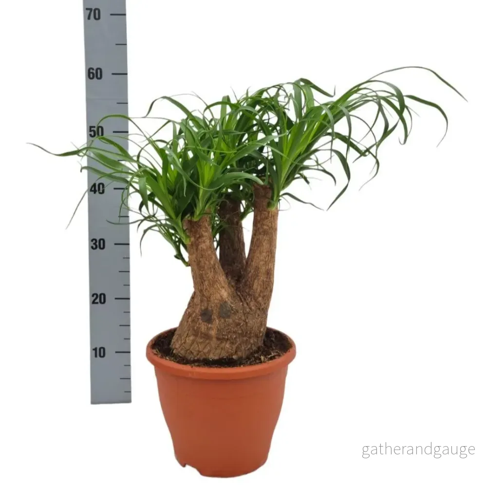 Beaucarnea Nolina - Bild 2
