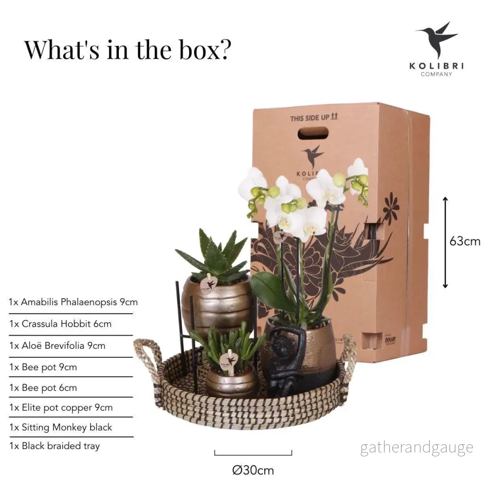 Home Hub Box | Phalaenopsis orkidé och suckulenta växter - Bild 2
