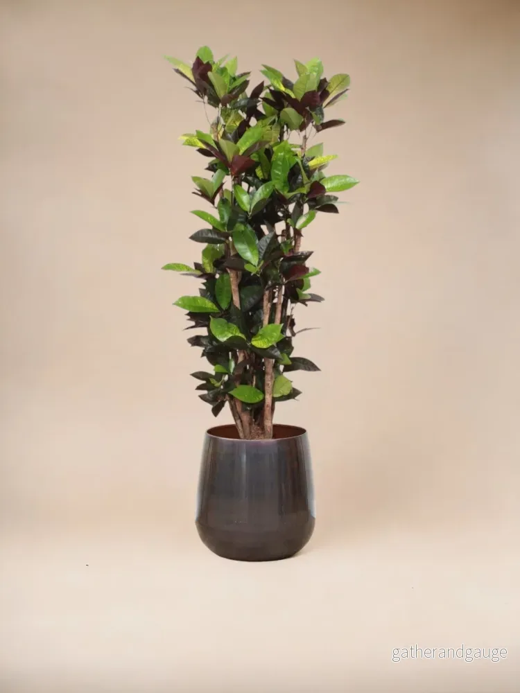 Codiaeum Iceton krysantemum - Bild 3