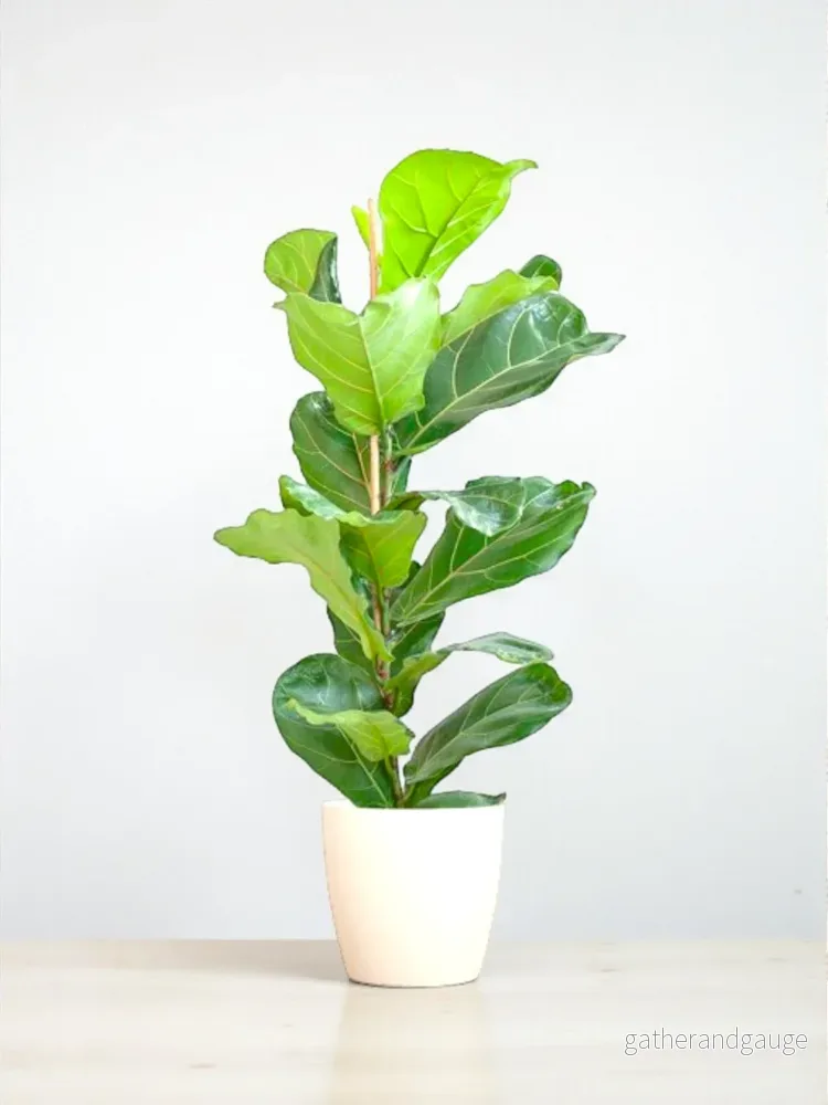 Ficus Lyrata och dess kruka Ficus Lyrata och dess kruka