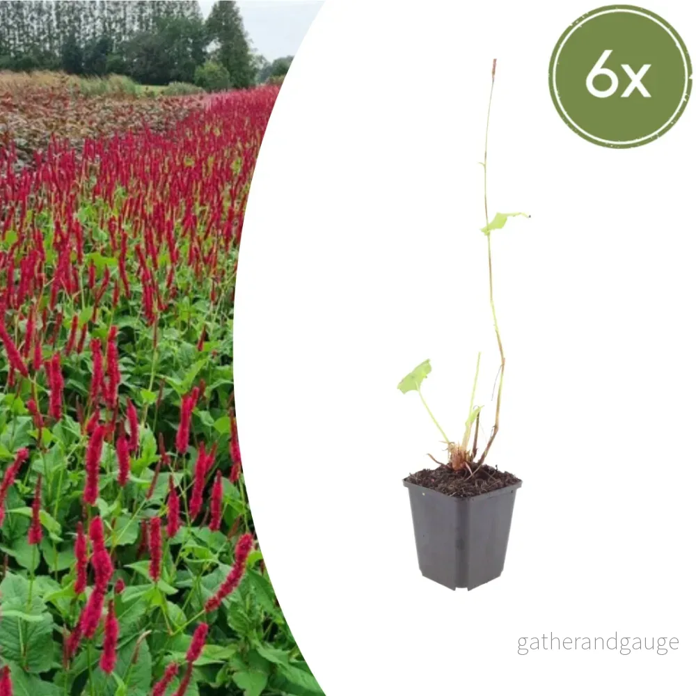 Persikaria (Persicaria amplexicaulis) 'Blackfield' - Bild 2
