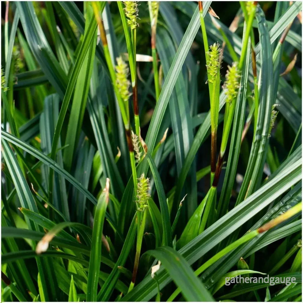 3 x Carex morrowii 'Irish Green' - Bild 3