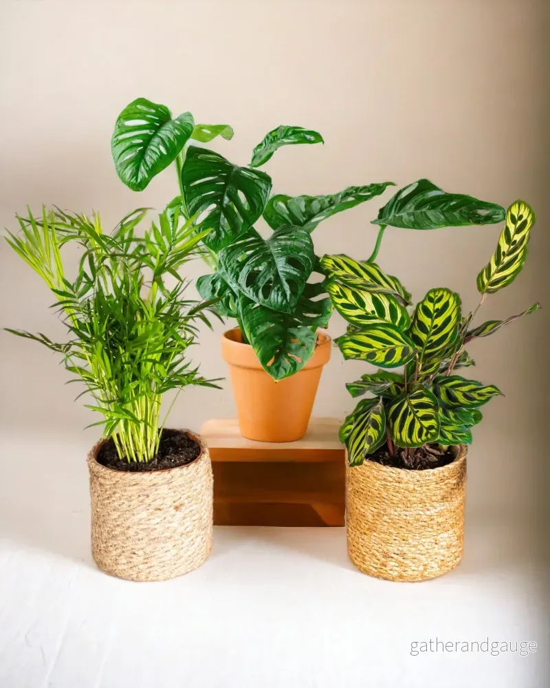 Djungelfeber Plant Box - Bild 3